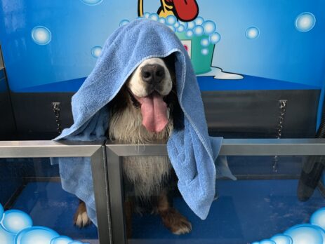 Tips and Tricks to Blow Dry your Dog - Self Serve Dog Wash