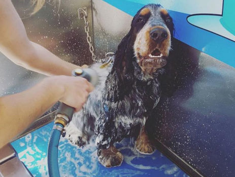 All sized dogs fit in the K9000 dog wash