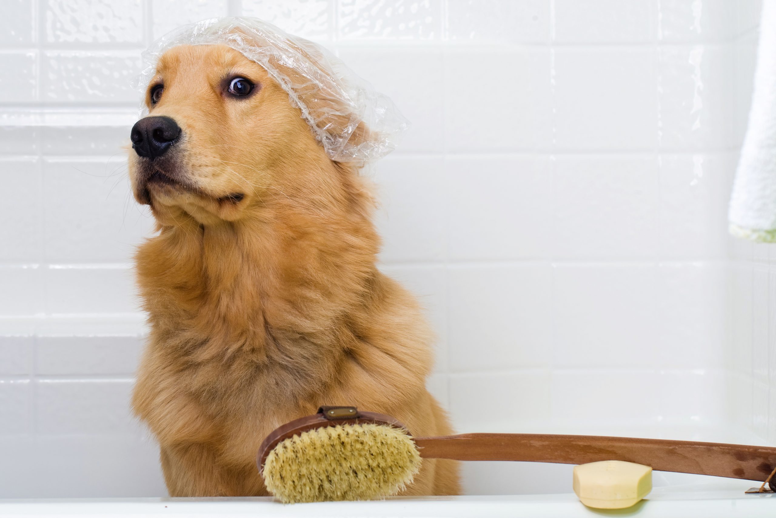 Tips for Helping Your Dog Get Comfortable with Baths Self Serve Dog Wash