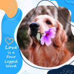 Dog with flower poster