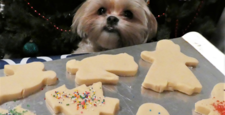 Dog face biscuits