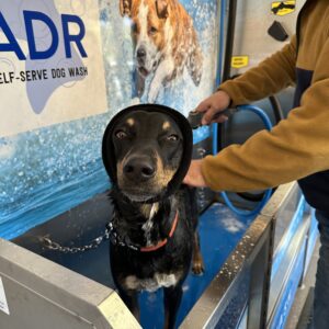 dog with snood