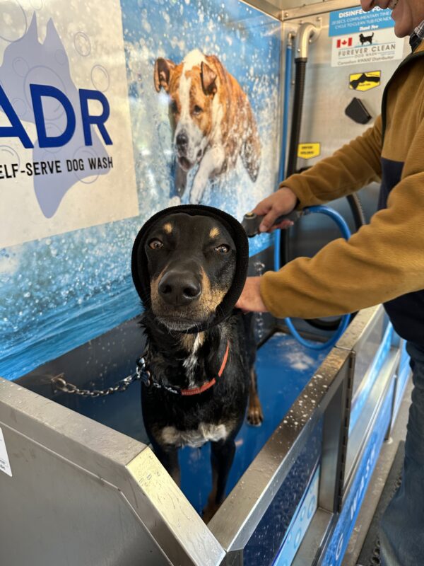 dog with snood