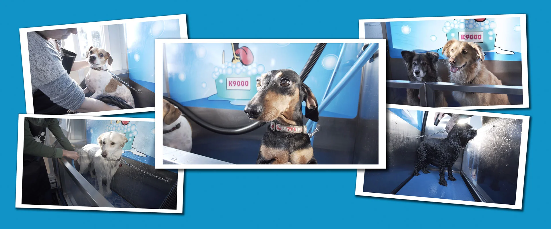 Dogs in dog wash