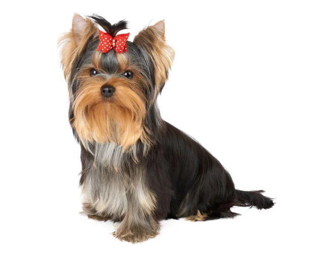 Pet Grooming
