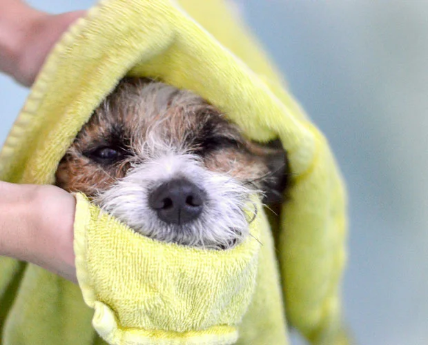 Dog drying after bath time