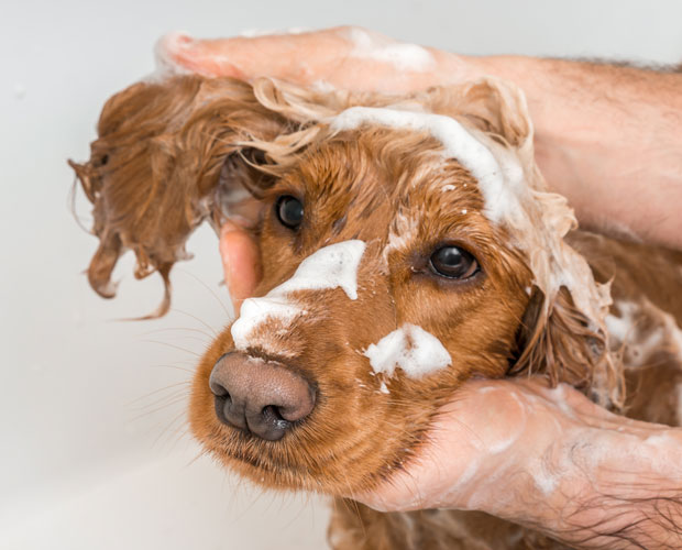 Dog being bathed